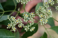 Trichilia connaroides